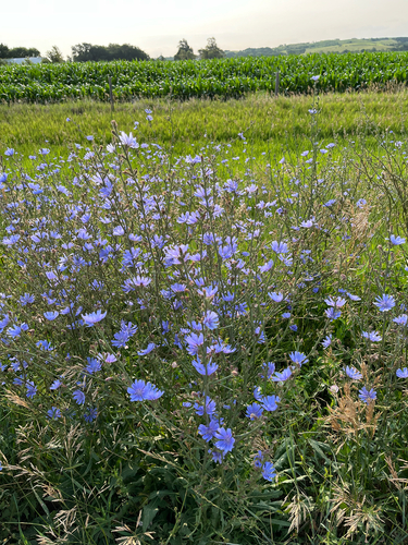 chicory