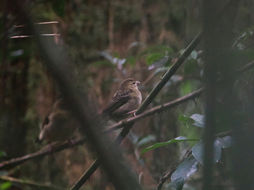 Forest Fody (Foudia omissa), photo 3