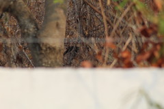 Amblycercus holosericeus