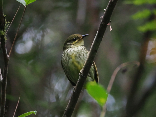 Velvet Asity (Philepitta castanea)