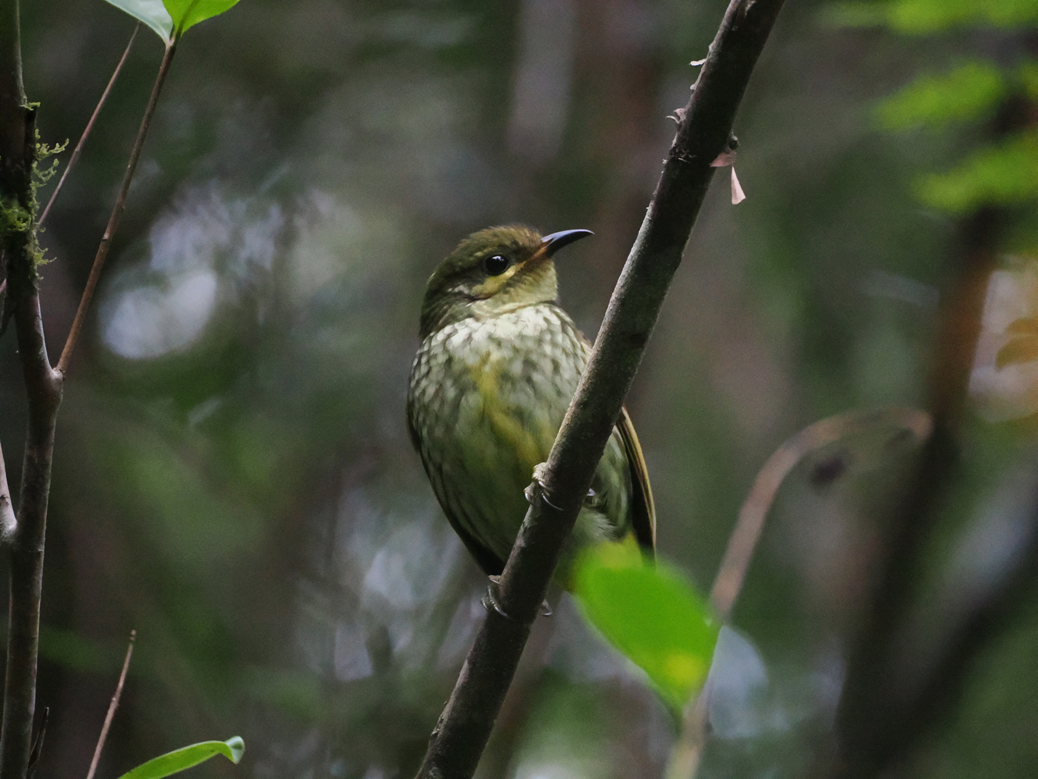 Velvet Asity (Philepitta castanea), photo 1