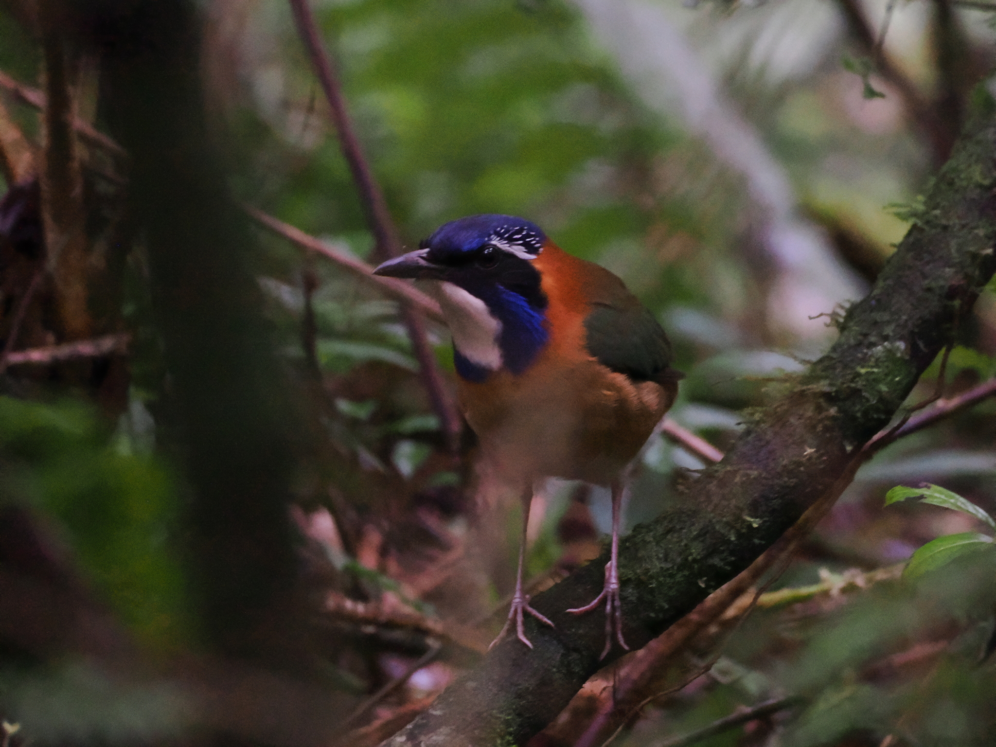 Pitta-like Ground Roller (Atelornis pittoides), photo 3