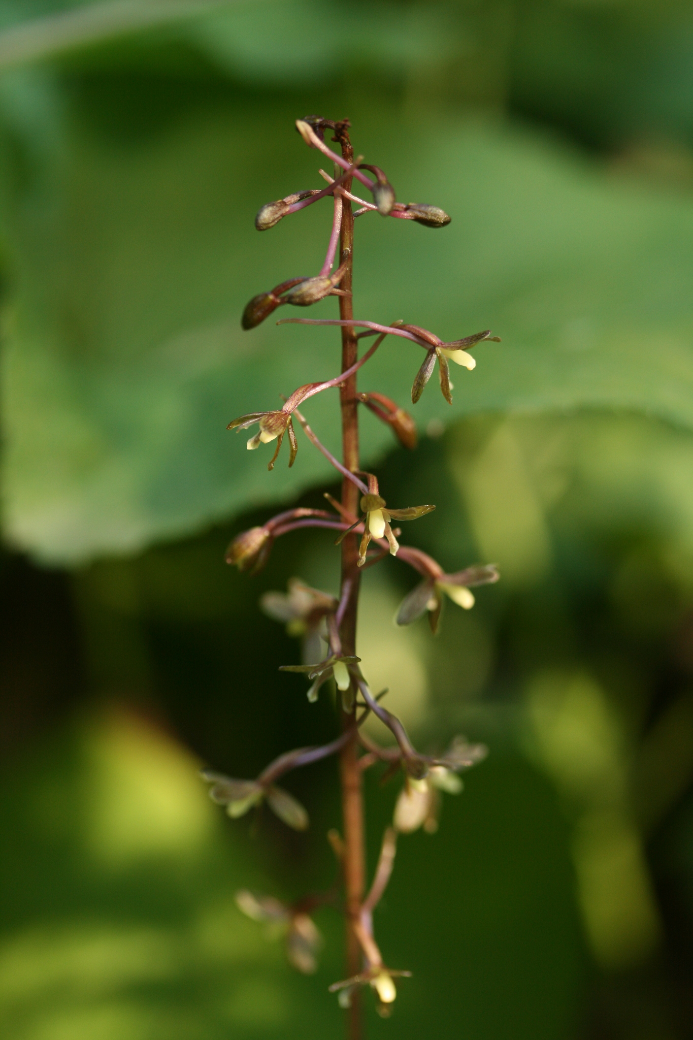 Tipularia discolor