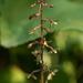 Crane-fly Orchid - Photo (c) dogtooth77, some rights reserved (CC BY-NC-SA)