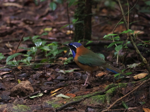 Pitta-like Ground Roller (Atelornis pittoides), photo 4