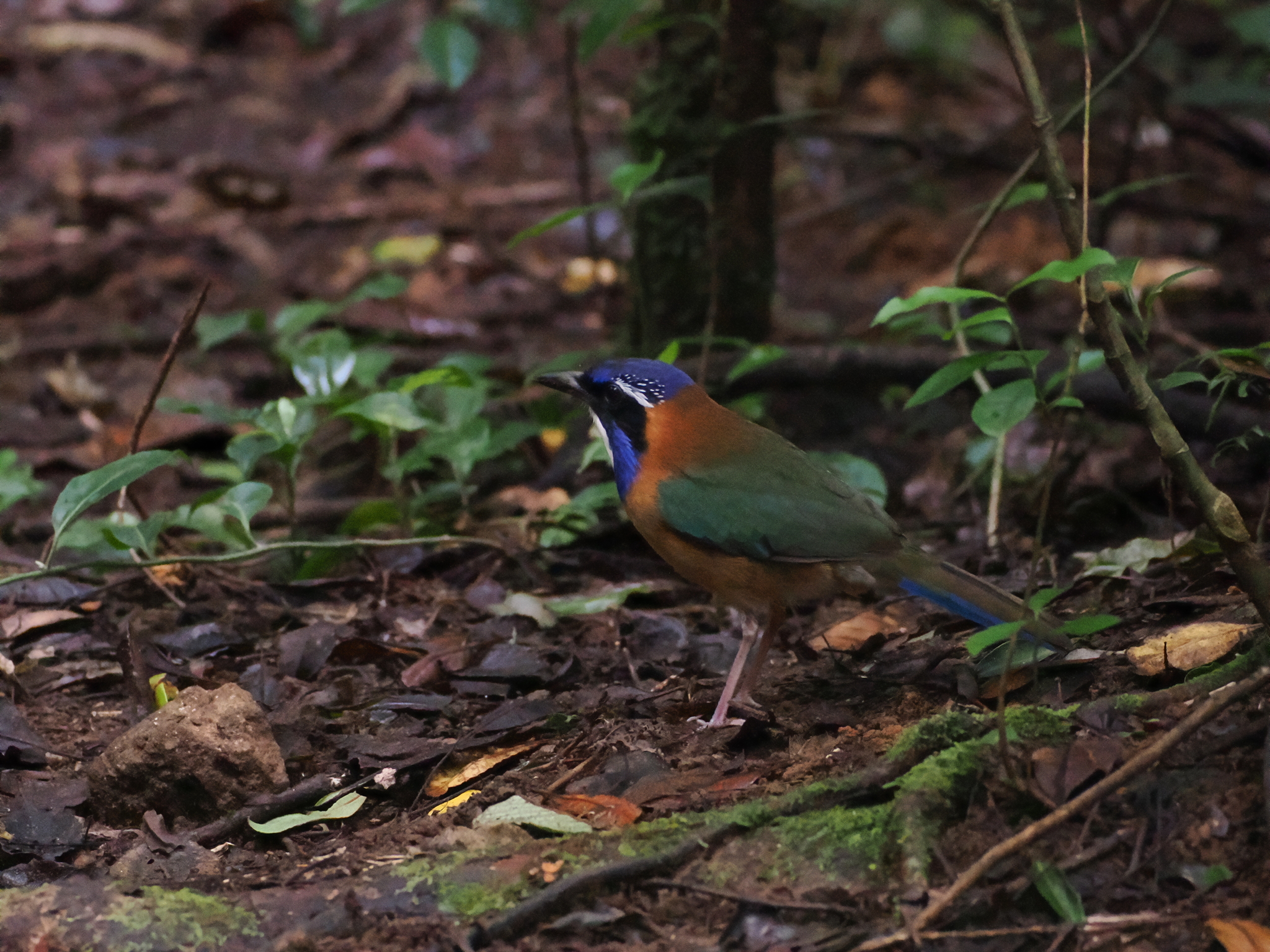Pitta-like Ground Roller (Atelornis pittoides), photo 4