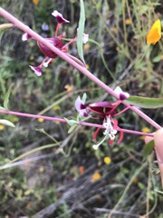 Clarkia springvillensis