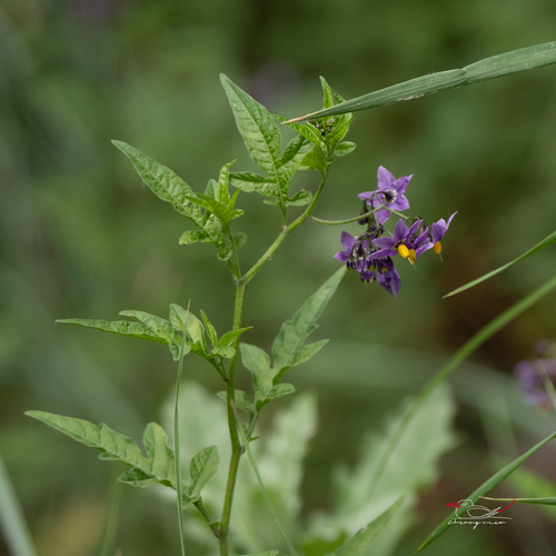 Solanum septemlobum