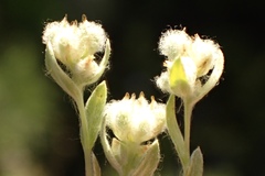 Micropus californicus