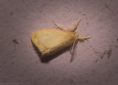 Euproctis fimbriata