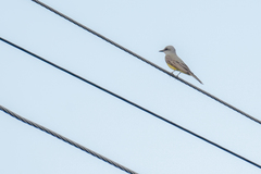 Tyrannus melancholicus