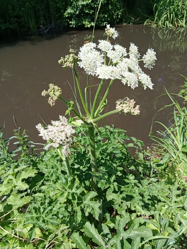 hogweed