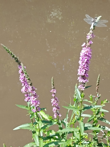 purple loosestrife