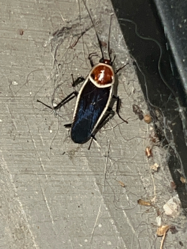 Pale-bordered Field Cockroach