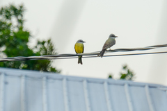 Tyrannus melancholicus