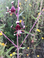 Clarkia springvillensis