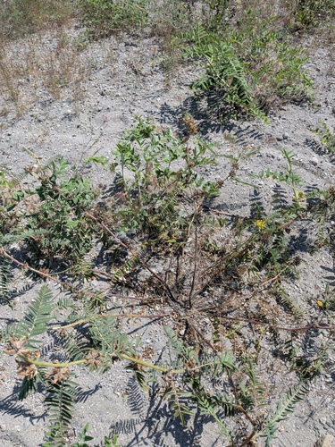 Astragalus ponticus, photograph 4