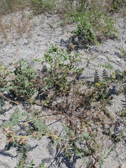 (c) Michael, Antoni and Nihat Hinczewski, some rights reserved (CC BY) Astragalus ponticus, photograph (c) Michael, Antoni and Nihat Hinczewski, some rights reserved (CC BY)