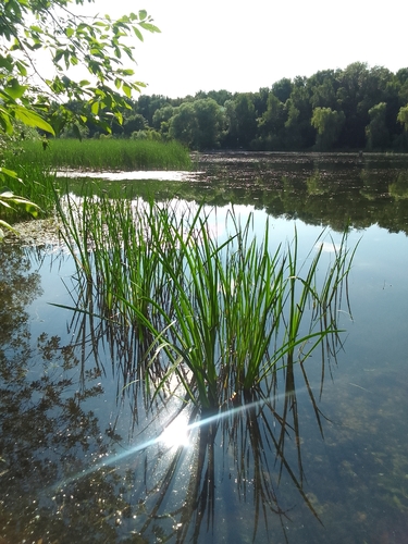 Наблюдение на iNaturalist