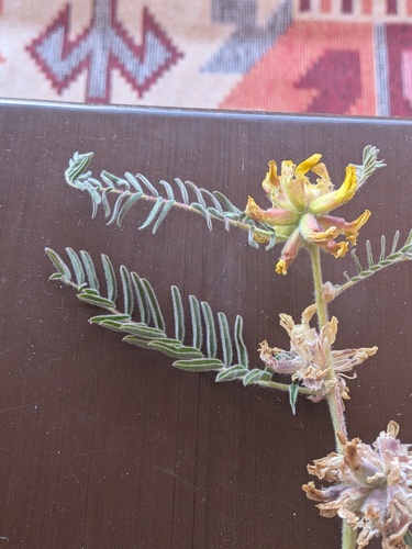 Astragalus ponticus, photograph 5