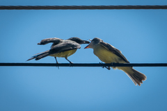 Tyrannus melancholicus