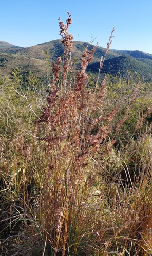 Cymbopogon nardus observed 2026-07-03