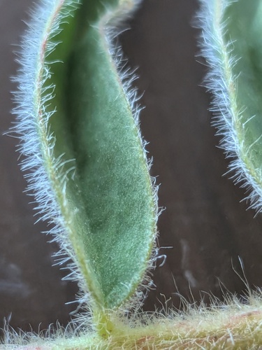 Astragalus ponticus, photograph 3