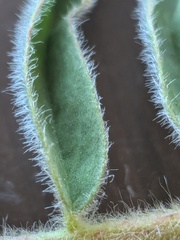 (c) Michael, Antoni and Nihat Hinczewski, some rights reserved (CC BY) Astragalus ponticus, photograph (c) Michael, Antoni and Nihat Hinczewski, some rights reserved (CC BY)