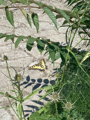 Old World Swallowtail
