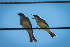 Tyrannus melancholicus