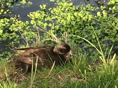Anas platyrhynchos domesticus
