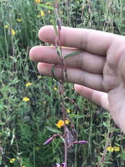 Clarkia springvillensis