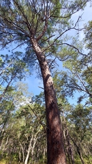 Pinus clausa, photograph (c) Athena Philips, some rights reserved (CC BY)