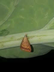 Lepidoptera