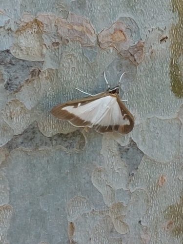 Box Tree Moth