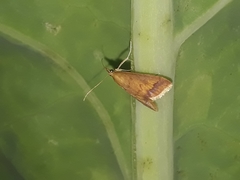 Lepidoptera