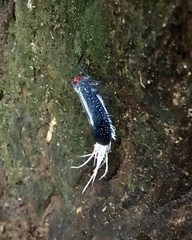 Lystra lanata