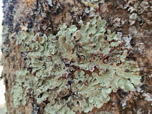 common greenshield lichen