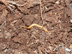 Scolopocryptops peregrinator