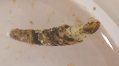 Ceraclea maculata