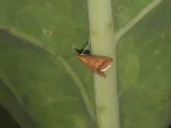 Lepidoptera