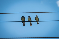 Tyrannus melancholicus