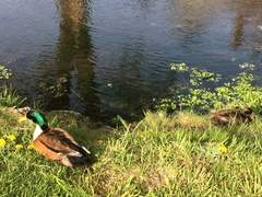 Anas platyrhynchos domesticus