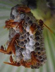 Polistes dominicus