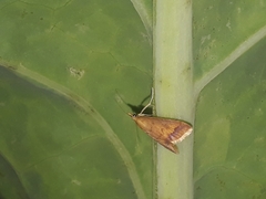 Lepidoptera