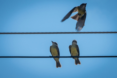 Tyrannus melancholicus