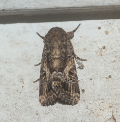 Spodoptera umbraculata