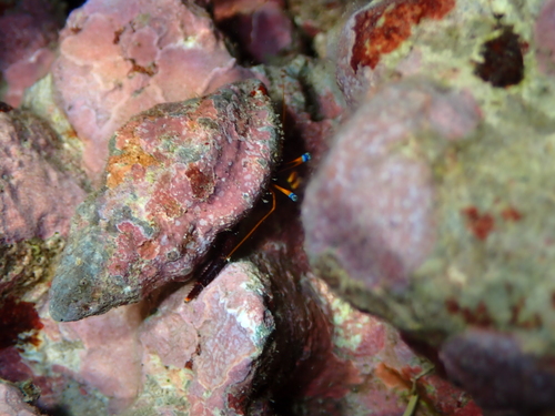 Calcinus gaimardii observed 2026-07-03