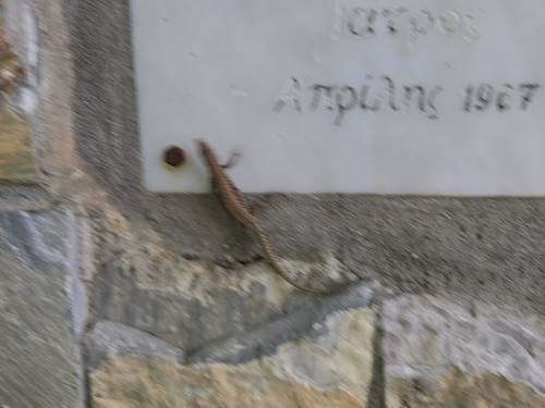 Common Wall Lizard