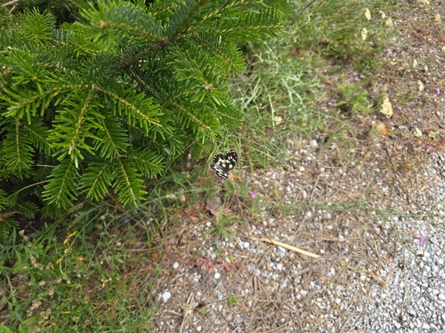 Marbled White